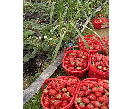 普迪草莓采摘基地