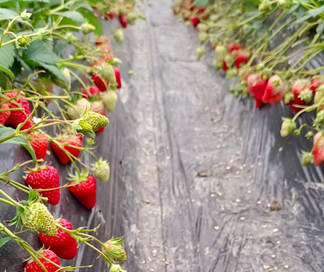 团建草莓采摘基地
