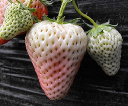 九龙坡小白草莓采摘