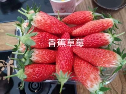 重庆香蕉草莓采摘