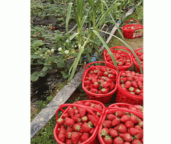 沙坪坝普迪草莓采摘基地