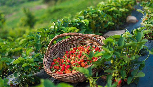 浅析草莓对其生长的环境有着怎样的要求呢？