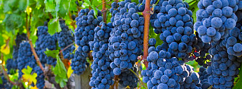 告诉你一些关于葡萄的古文献记载