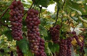 浅析红提葡萄在我国有着怎样的市场前景呢？