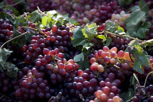 重庆葡萄采摘园为您介绍葡萄皮的营养价值