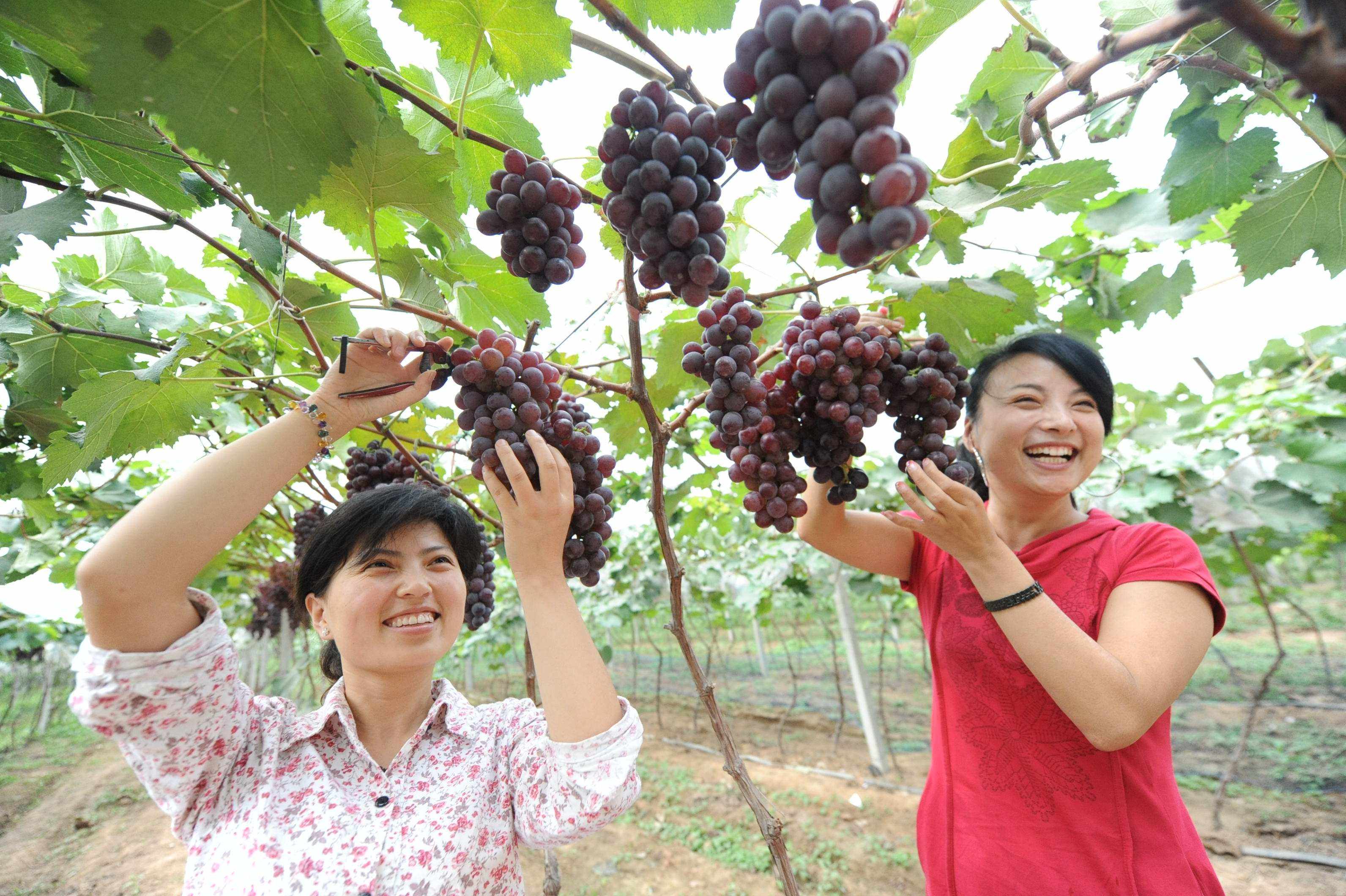 重庆葡萄采摘时需要做什么准备及要留意什么？
