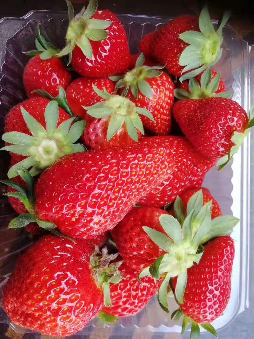 重庆草莓采摘基地