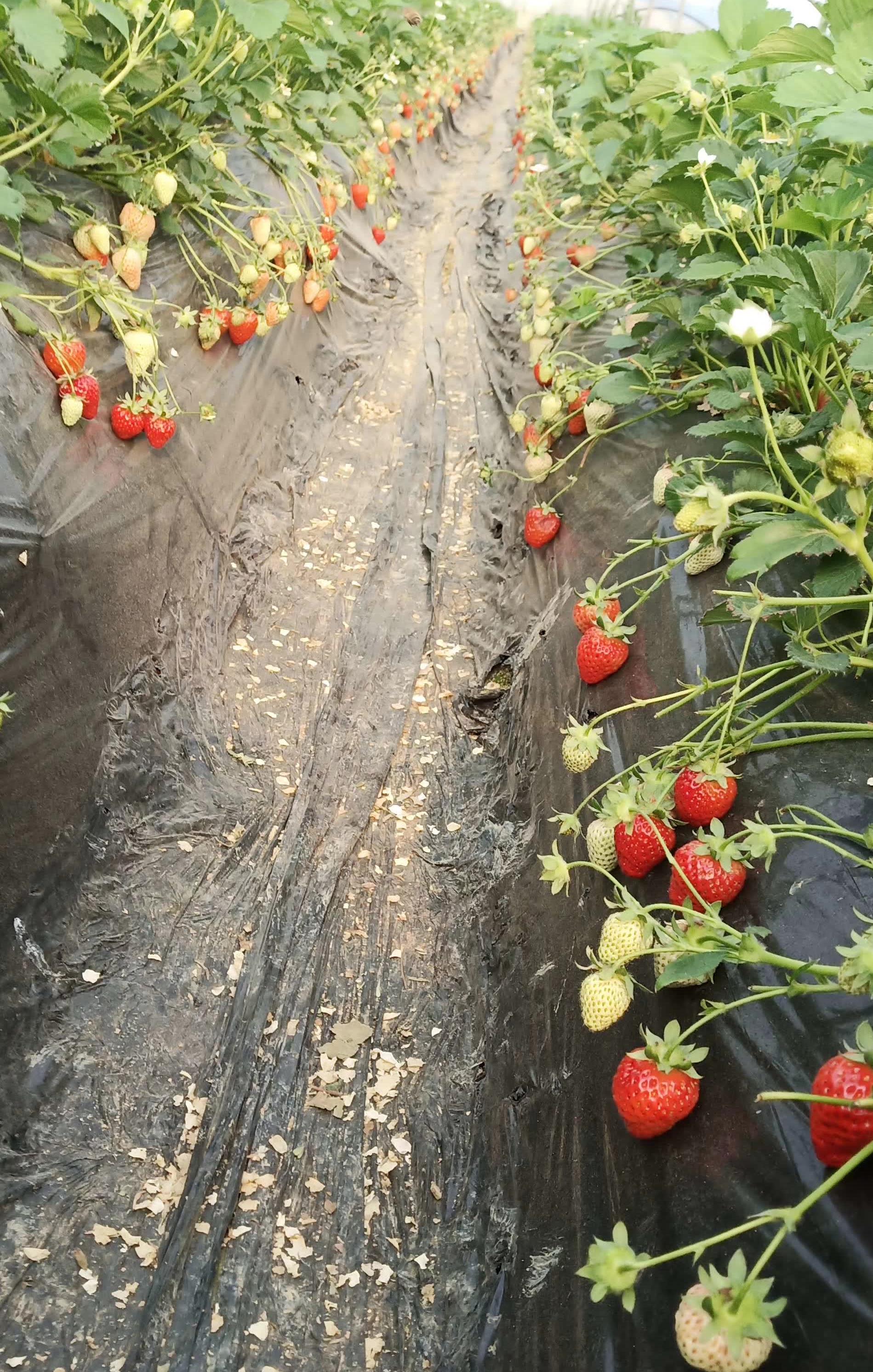 草莓采摘基地